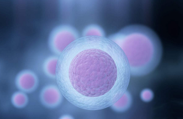 在試管嬰兒促排時人工周期和自然周期有什么區(qū)別？