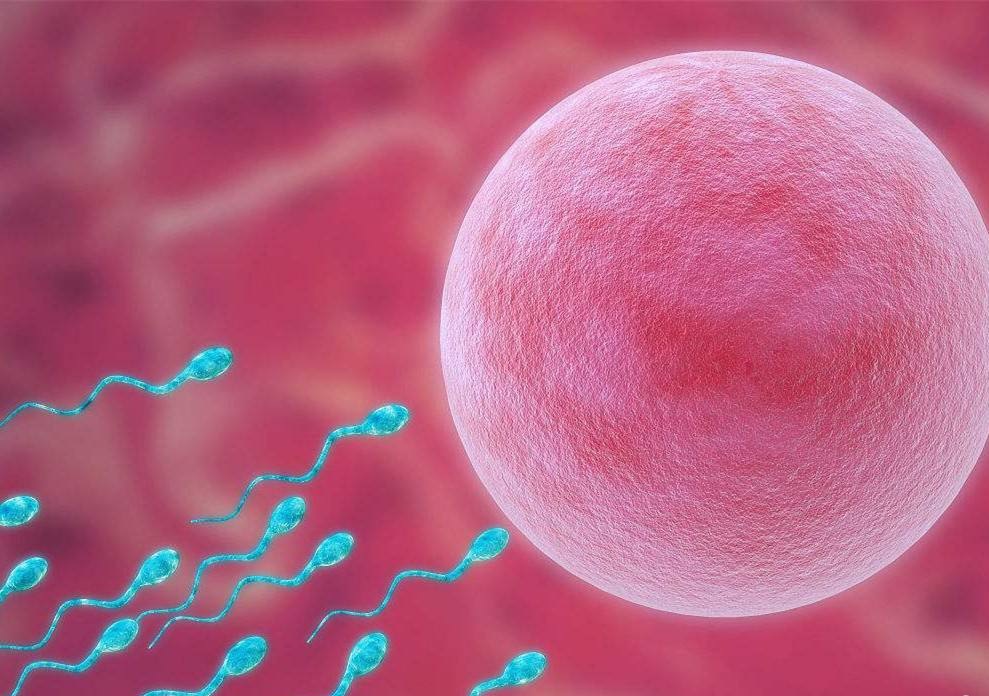 卵泡少能不能做試管嬰兒？