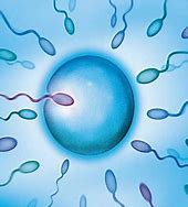 做試管嬰兒女性具備什么樣的條件成功率高？