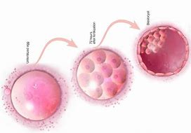 輸卵管堵塞應(yīng)該怎么做？