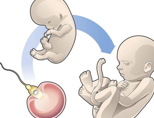 試管嬰兒治療中，是怎么挑選種子的？