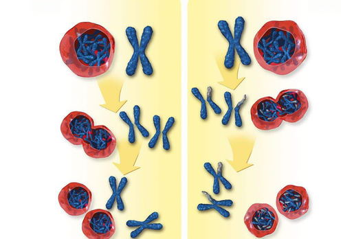 做試管嬰兒治療，你到底該不該做染色體檢查？