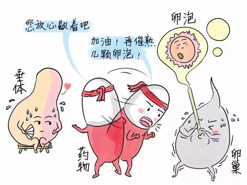 做試管嬰兒治療為什么卵泡會(huì)發(fā)育不好？