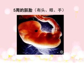 做試管治療時(shí)會(huì)弄錯(cuò)胚胎嗎？