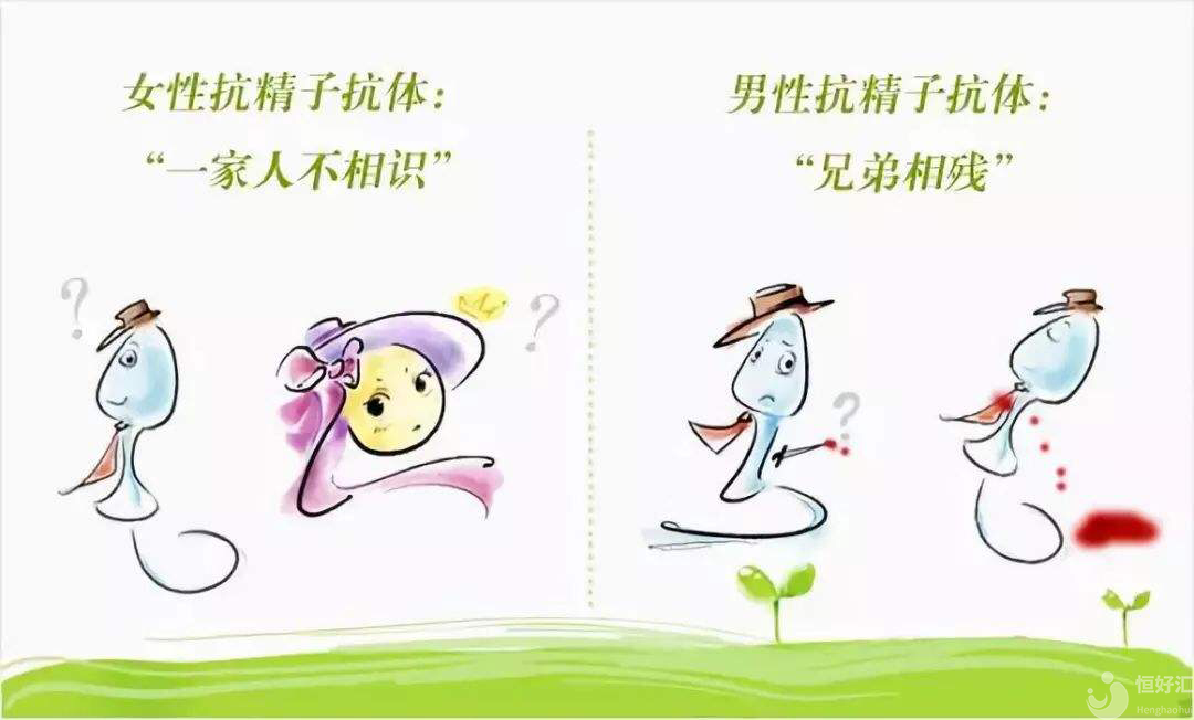 抗精子抗體，是精子的敵人還是朋友？