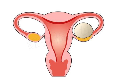 取卵后，卵巢要過多長時間才能恢復(fù)？