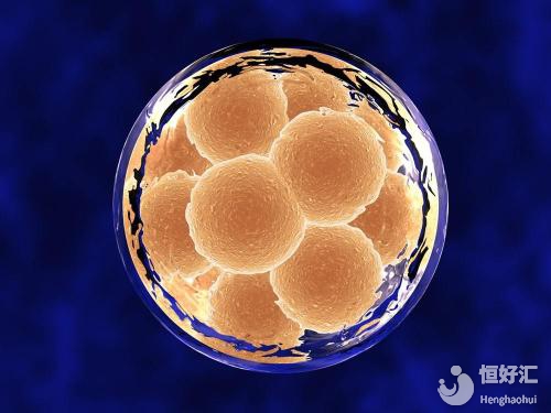 要怎樣做才能培養(yǎng)出優(yōu)質胚胎？