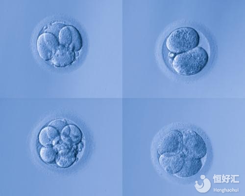第三天的胚胎跟第五天的囊胚，移植哪個(gè)更好？