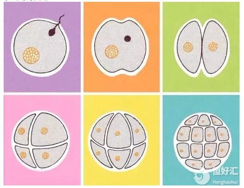 試管嬰兒成功后，要對胎兒做哪些檢查？