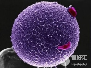 女人，你的卵子真的很“昂貴”，你知道嗎？