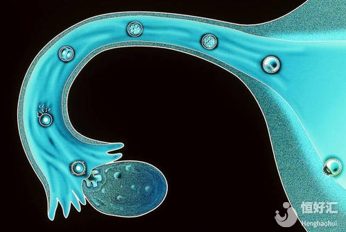 試管嬰兒取卵很復(fù)雜？看完你就明白