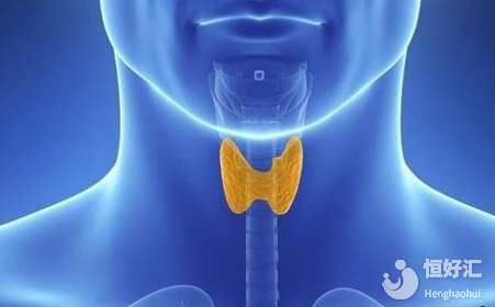 小小的甲狀腺，到底有什么功效呢？