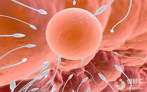 卵子和精子的質(zhì)量不過關(guān)，誰最倒霉？