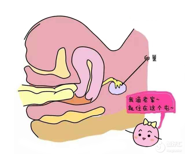 扒一扒子宮輸卵管通液的優(yōu)缺點，那些你不知道的事兒！