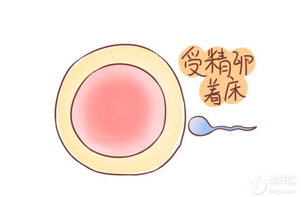 受精卵著床要多久？身體有這些反應(yīng)，好孕將近了