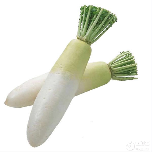 備孕吃什么？試管媽媽可以吃白蘿卜嗎？