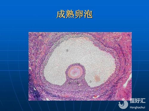 卵泡發(fā)育成熟要多久？這4個(gè)發(fā)育周期了解一下