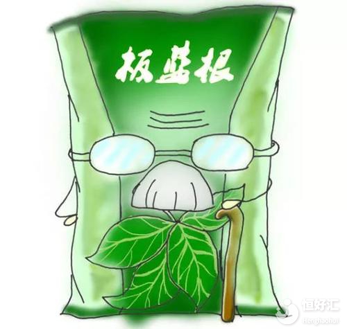 備孕感冒怎么辦？試管媽媽可以喝板藍根嗎？