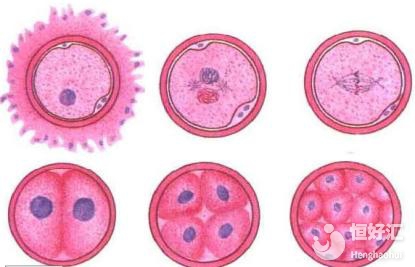 試管嬰兒移植前如何調(diào)理？過來人勸你這樣做......
