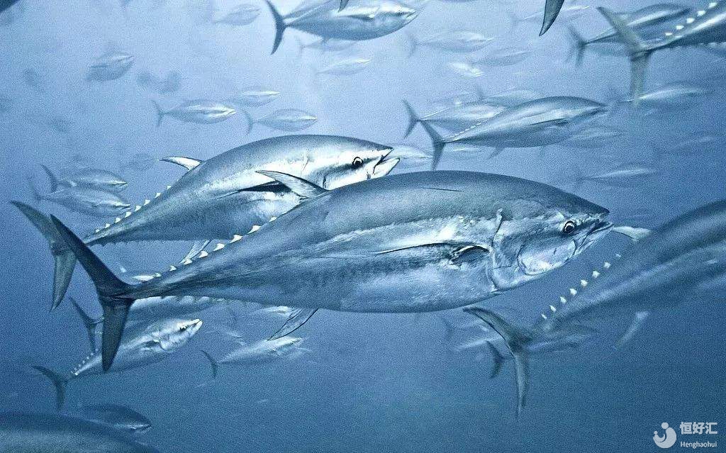 天天吃魚，想寶寶變天才，卻不知天天攝入汞，寶寶成蠢材！哭！