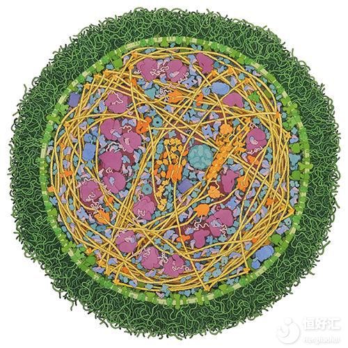 支原體陽性，說明有性?。窟@不可能！