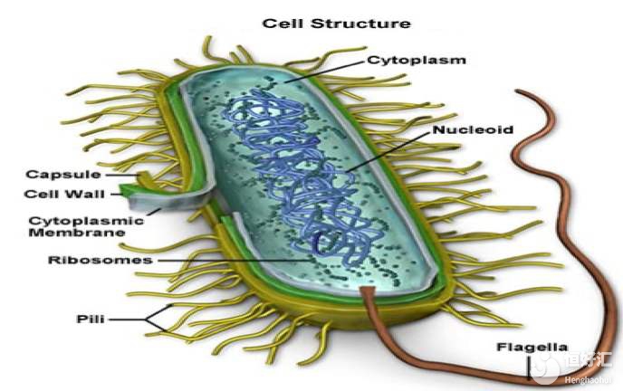 支原體會引發(fā)哪些疾?。坑羞@么多常見疾病，千萬別錯過！