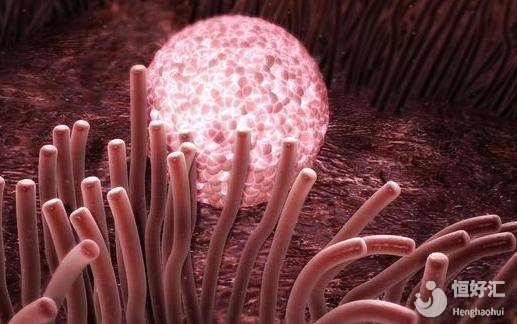 備孕須知：這些因素將會(huì)影響受精卵著床