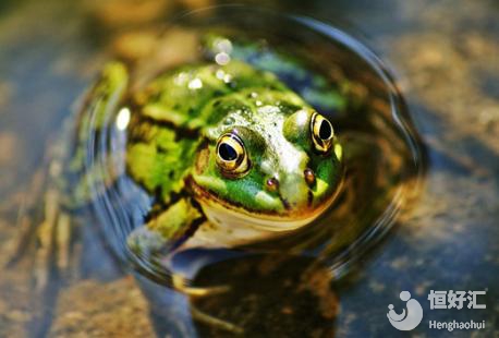 胎夢(mèng)解密：孕婦夢(mèng)見(jiàn)青蛙6大好情形你有嗎？
