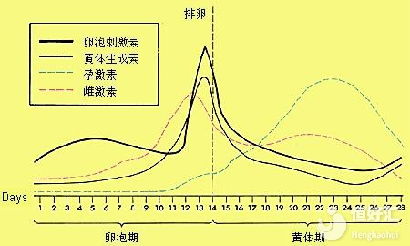 黃體期出血？一文讓你正確認(rèn)知黃體期各種癥狀