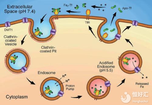 轉(zhuǎn)鐵蛋白高請(qǐng)注意！可能會(huì)引起這幾種疾病