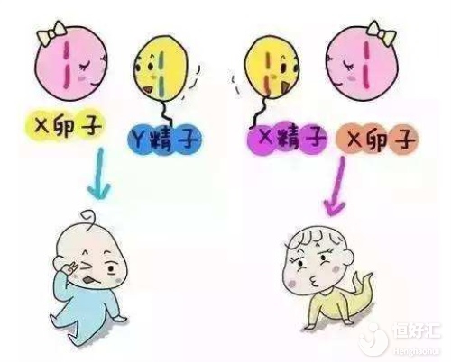 試管嬰兒可以挑選性別嗎？這樣做是否真的可??？