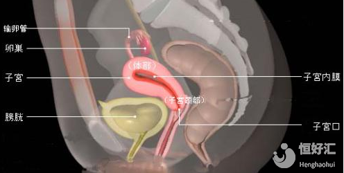 子宮后位無(wú)生命危險(xiǎn)不想治療？小心增加不孕率