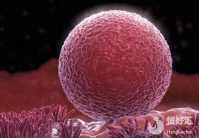 能快速懷孕的卵泡居然長(zhǎng)這樣！可惜很多人不知