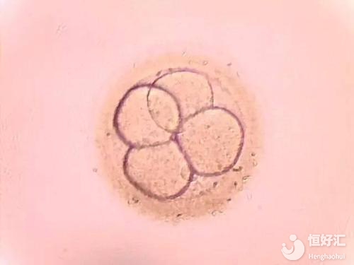 凍胚與鮮胚的成功率相差多少？答案很意外